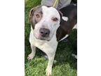 Adopt Queenie a Pit Bull Terrier, Australian Cattle Dog / Blue Heeler