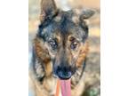 Adopt Mama's a German Shepherd Dog