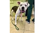 Adopt Amy a Pit Bull Terrier, Boxer