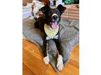 Adopt Livvy a Labrador Retriever, Feist