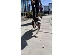 Adopt Coco a Pit Bull Terrier