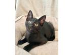Adopt Kendall a Domestic Medium Hair