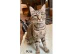 Adopt Kris a Domestic Short Hair
