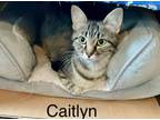 Adopt Caitlin a Domestic Short Hair