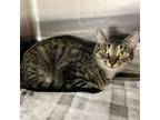 Adopt Sunflower (mom) a Domestic Short Hair