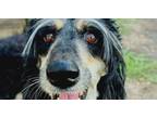 Adopt FRANCIA a Afghan Hound