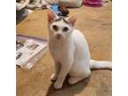 Adopt Jill a Exotic Shorthair