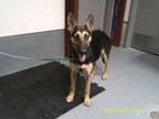 Adopt Jacqueline a German Shepherd Dog