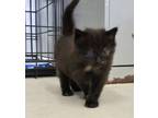 Adopt Simone a Domestic Long Hair