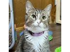 Adopt Mercy a Domestic Medium Hair
