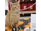 Adopt Ambrosia a Domestic Short Hair