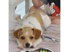 Adopt Hashbrown a Terrier, Mixed Breed
