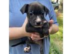 Adopt Pancake a Terrier, Mixed Breed