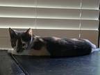 Adopt Marbles a American Shorthair