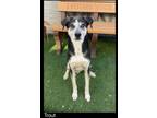 Adopt Trout a Catahoula Leopard Dog, Mixed Breed