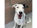 Adopt Soda Pop a Border Collie, American Staffordshire Terrier
