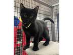 Adopt Piper a Domestic Short Hair