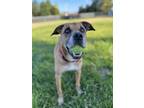 Adopt Murphy a Rhodesian Ridgeback, Labrador Retriever