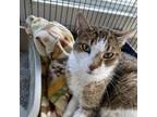Adopt Leland #21-415 a Domestic Short Hair