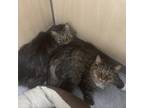 Adopt Raggs a Domestic Long Hair