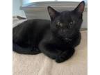 Adopt Woodstock - #22-496 a Domestic Short Hair