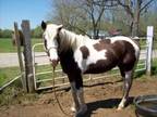 Adopt Perry a Paint / Pinto
