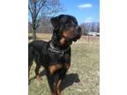 Adopt Big Bear a Rottweiler