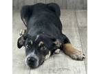Adopt Blitz a Terrier, Mixed Breed