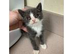 Adopt Shrimp a Domestic Short Hair