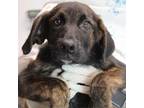 Adopt Hugo_2 a German Shepherd Dog, Shepherd
