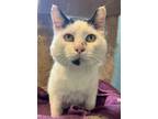 Adopt Chonkey Kong a Domestic Short Hair