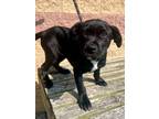 Adopt Faygo a Pit Bull Terrier