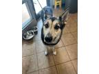 Adopt Thunder a Shepherd, Husky