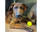 Adopt MESQUITE a Labrador Retriever, Catahoula Leopard Dog