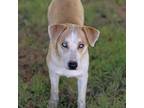 Adopt Larson a Labrador Retriever, Mixed Breed