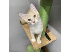 Adopt Broccoli Cheddar a Domestic Short Hair