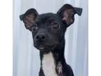 Adopt Chomper a Mixed Breed