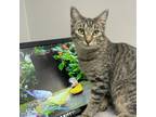 Adopt Miso a Domestic Short Hair