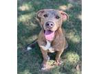 Adopt Atlas a Pit Bull Terrier