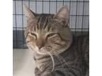 Adopt Fisher Cat a Domestic Short Hair