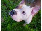 Adopt Rosco a American Staffordshire Terrier