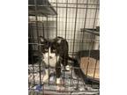 Adopt JP a Domestic Short Hair