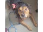 Adopt Felix a Collie, Spaniel