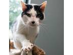 Adopt Starsky a Domestic Short Hair