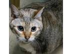 Adopt Gloria a Domestic Short Hair