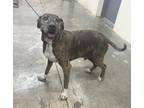 Adopt Copper a Affenpinscher