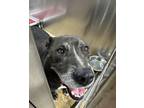 Adopt Max a Mixed Breed