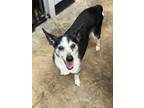 Adopt Murphy a Mixed Breed
