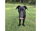 Adopt Otis a Shepherd, Labrador Retriever