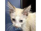 Adopt JASH-Stray-ja29 a Domestic Medium Hair